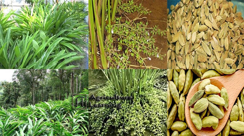 এলাচ (Cardamon ) এর চাষ পদ্ধতি। এলাচের ফলন, জাত ও গুনাগুণসমুহ