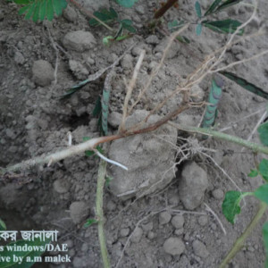 আলুর ঢলে পড়া রোগ