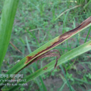 রজনীগন্ধার পাতার দাগ রোগ