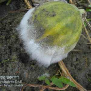 বাঙ্গির হোয়াইট মোল্ড রোগ