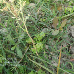 মসুরের এনথ্রাকনোজ রোগ