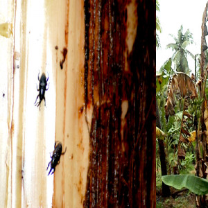 কলা গাছের কান্ডের উইভিল