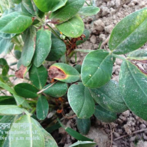 চীনাবাদামের এনথ্রাকনোজ রোগ