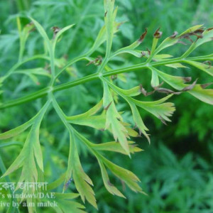 গাজরের ব্যাকটেরিয়া জনিত পাতা পোড়া রোগ