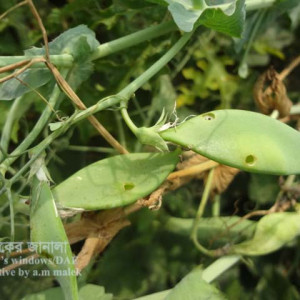 মটরশুঁটির ফল ছিদ্রকারী পোকা