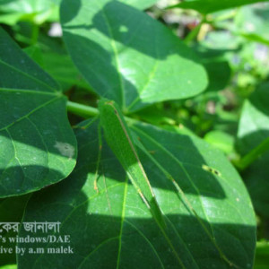 বরবটির ঘাস ফড়িং