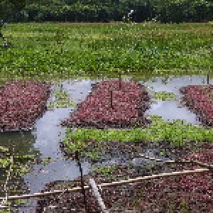 আমিরাবাদ, মগড়, নলছিটি, ঝালকাঠি।